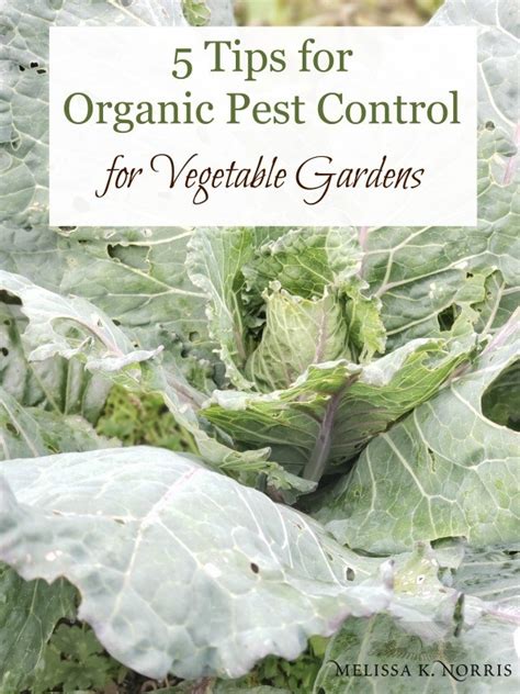 Check spelling or type a new query. 5 Tips for Organic Pest Control for Vegetable Gardens - Melissa K. Norris