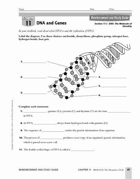 The building blocks of nucleic acids are known dna_replication_worksheet (2).pdf. Dna Structure Worksheet Answer Luxury 30 Dna Structure and Replication Answer Key Answer | Dna ...
