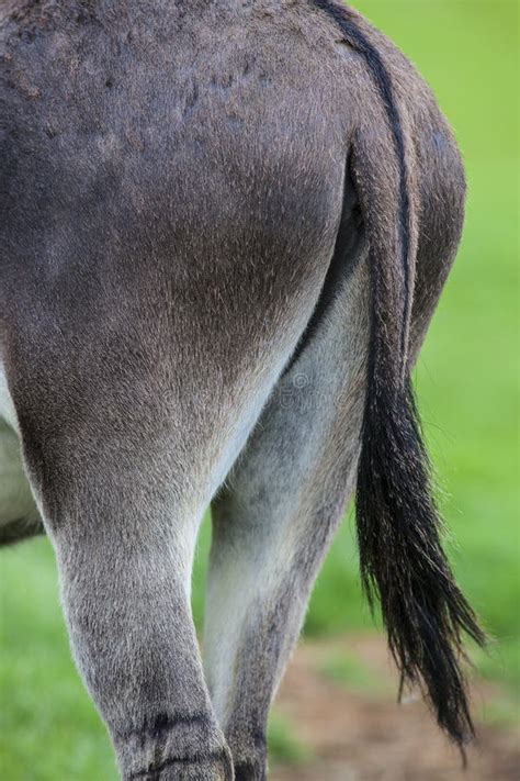 Donkey Tail Stock Image Image Of Animal Grass Hair 33168961