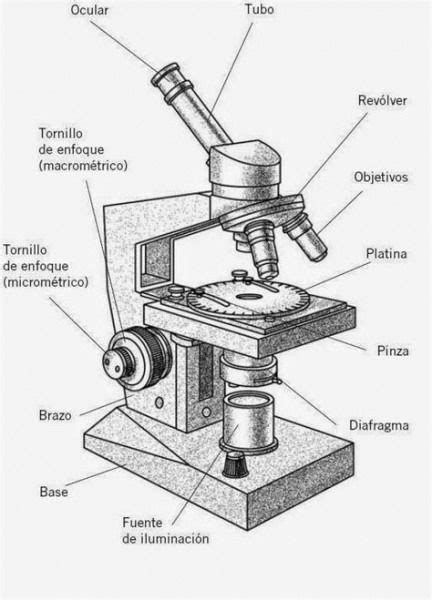 Microscopio Y Sus Partes Para Colorear Medical Laboratory Science C Imagenes De
