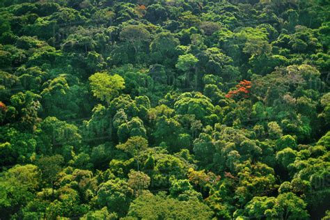 Rainforest Canopy Aerial Congo Drc Democratic Republic Of The