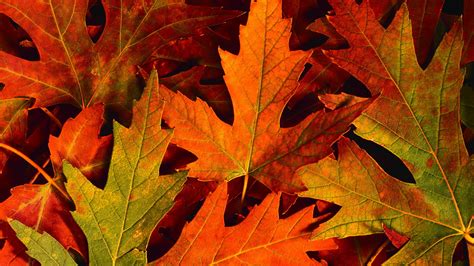 Fall Leaves Desktop Wallpaper 59 Images