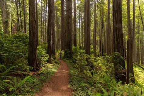 Redwood National State Parks Outdoor Project