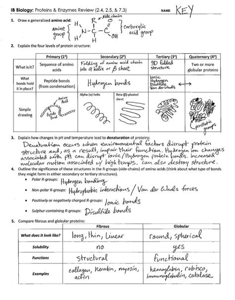 The nuclear membrane fades from view. Osmosis And Tonicity Worksheet Answer Key - worksheet