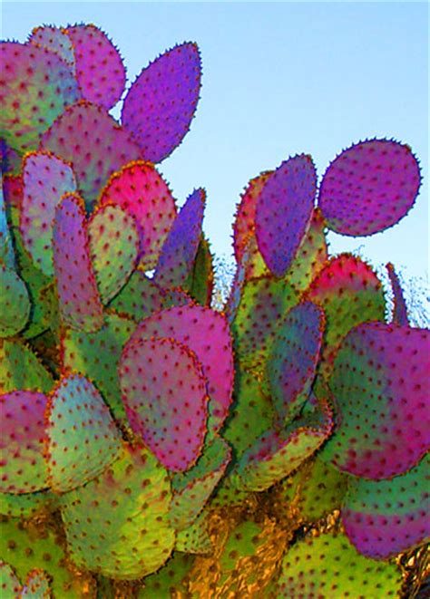 Mark off the width and height of the saguaro cactus. WORLD OF CACTUS, DIFFERENT TYPES OF CACTUS - XciteFun.net