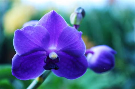 Vanda Is One Of The Few Orchid Genera That Produces Naturally Blue Flowers This Trait Is Highly