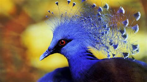 Das Sind Die Exotischsten Vögel Der Welt