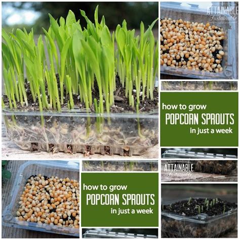 Grow Popcorn Microgreens For Salads And Sandwiches The Homestead Survival