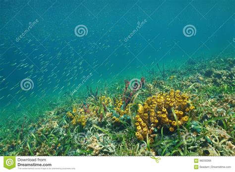 Marine Life Fish Colorful Seabed Caribbean Sea Stock Image