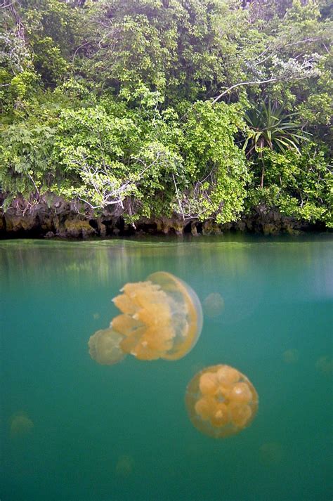 Jellyfish Lake Wonder Of Palau Wondermondo Ecosystems Lake