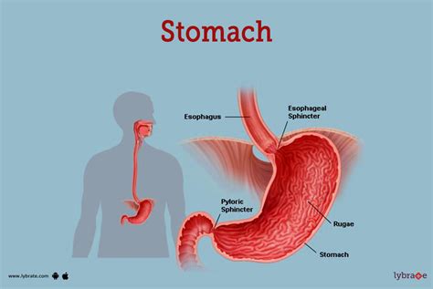 Stomach Human Anatomy Picture Function Diseases And More