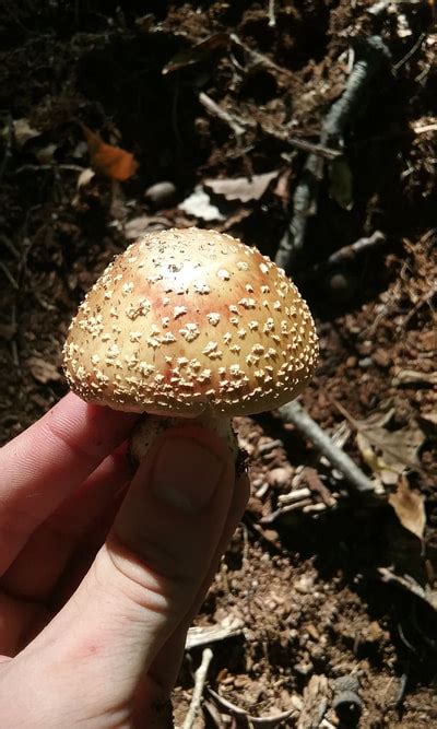 Hunting Mushrooms In Kentucky A Shamanic Journey
