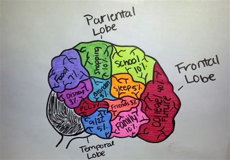 Ap Psychology With Mr Duez Brain Project