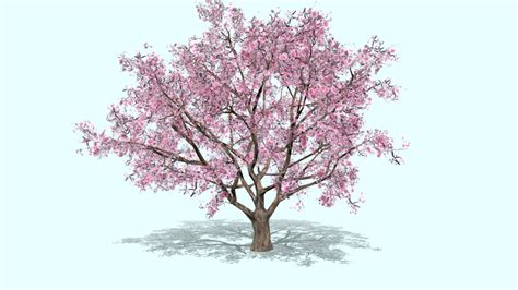 Sakura Tree Blossom Cherry Buy Royalty Free 3d Model By Vra