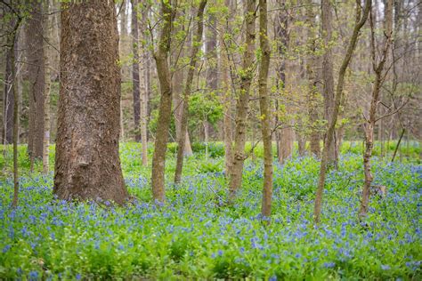 Its Bluebell Season These Bright Cleveland Metroparks