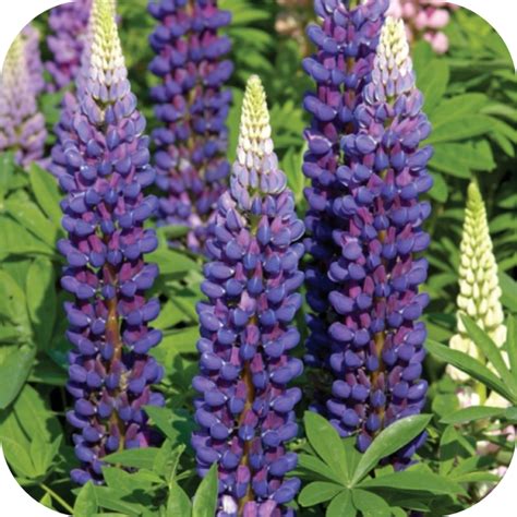 Lupines are a humanoid wolf race, bearing their ears, tail, and fangs. Lupinus Gallery blue (Lupine) blauw - Tas Boomkwekerij