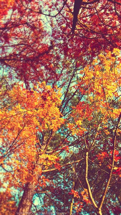 Beautiful Orange Leaves Trees Android Wallpaper Tree Wallpaper Iphone