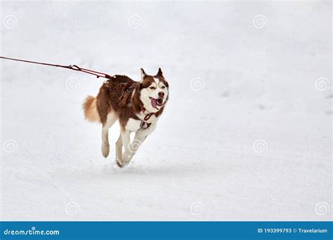 Running Husky Dog On Sled Dog Racing Stock Image Image Of Driver