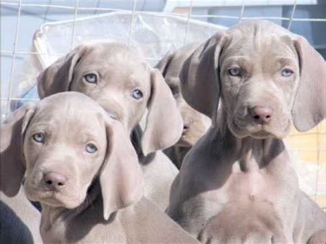 We did not find results for: VegasWEIMS Weimaraner Puppies - YouTube
