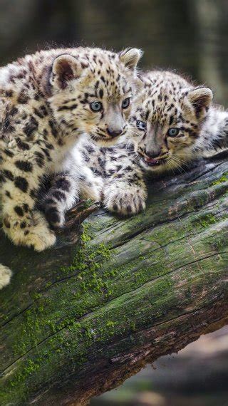 Leopardo De Las Nieves Recostado Fondo De Pantalla 4k Hd Id11490