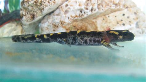 Fire Salamander Salamandra Salamandra Mature Larva Days Before