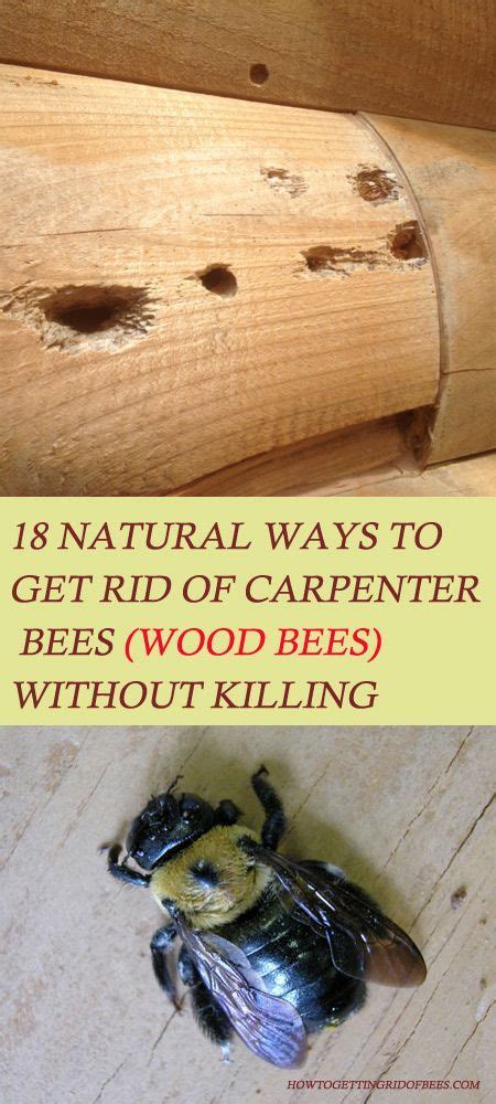 How To Get Rid Of Carpenter Bees Naturally Without Killing Them