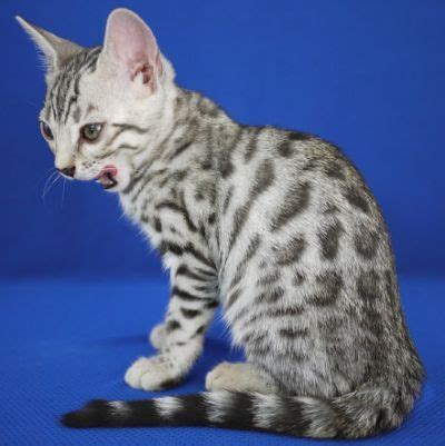 What does a bengal cat eat? Bengal Cat Facts | Bengal Cat | Bengal cat, Bengal cat ...