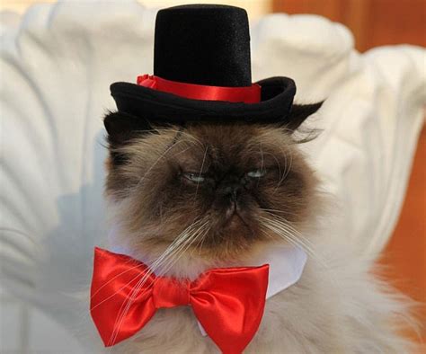 Fancy Cat Top Hat