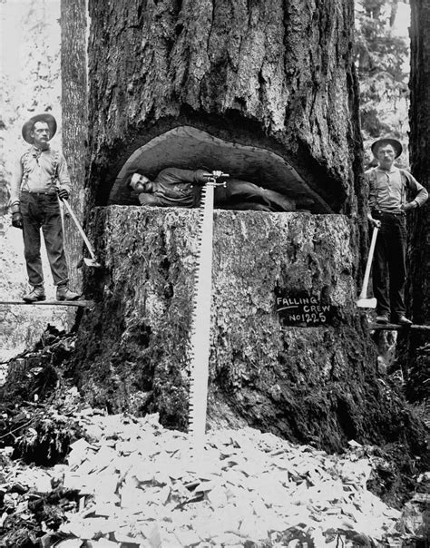 Vintage Lumberjacks Of North America 1900s Monovisions Black