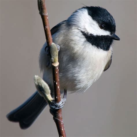 Chickadees Wallpapers Wallpaper Cave