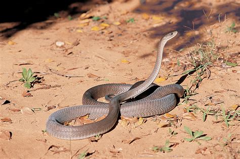 Black mambas spend their nights in holes in the ground, usually disused burrows or hiding deep among fallen rocks or timber. 8 Most-dangerous snakes of the Lowveld | Lowvelder