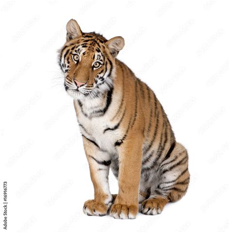 Bengal Tiger Sitting In Front Of White Background Studio Shot Stock