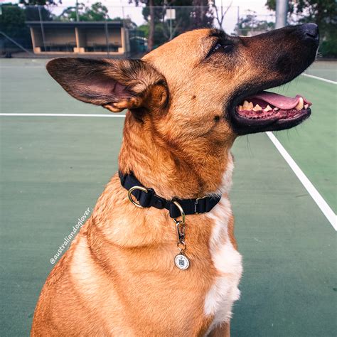 Pet Widget Badge Intelligent Pet Id Tag Australian Dog Lover