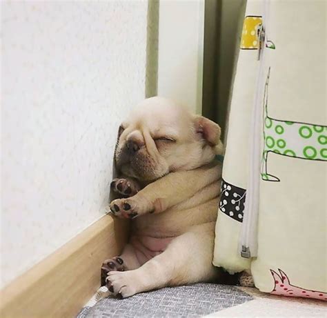 127 Funny Dogs Sleeping In The Most Awkward And Uncomfortable Looking