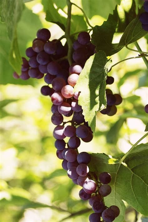 Branches Of Grapes Growing In Garden Close Up View Of Fresh Stock