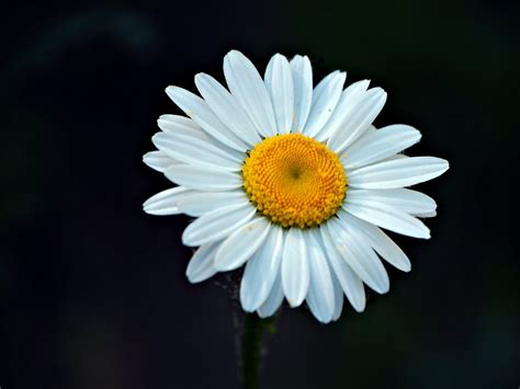 Daisy