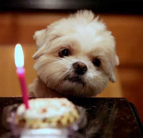 Enjoy watching cute puppies of various breeds greenfield puppies has tips and information to share with you! Happy Birthday Puppy - Cute Birthday Quotes for Puppies