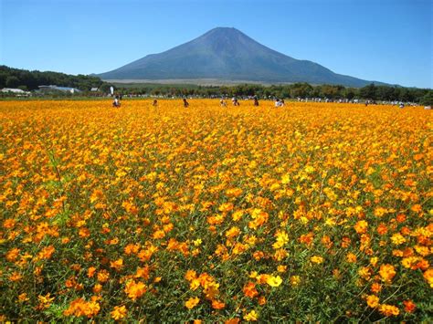 Visit The Best Scenic Flower Field In This Autumn Travel Story At