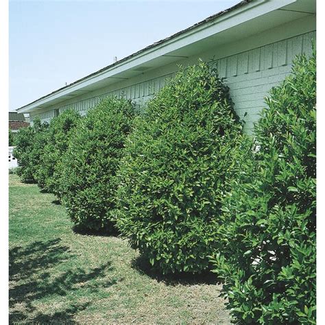 Mountain laurel, (kalmia latifolia), flowering evergreen shrub of the heath family, occurring in most mountainous regions of eastern north america. White Carolina Cherry Laurel Screening Shrub (L11188) in ...