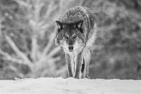 Beautiful Grey Wolves West Yellowstone Wolves Montana Winter Wolfpack