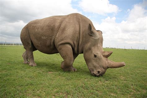White Rhino Extinct Can We Save The White Rhino Rhino Rest