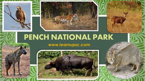 Pench National Park Learn Upsc