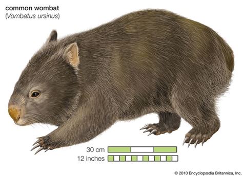 Hairy Nosed Wombat Marsupial Britannica