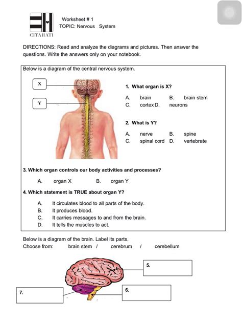 Worksheet 1 Nervous System Page 1 Theme 1 Nervous System Science Worksheets Worksheets