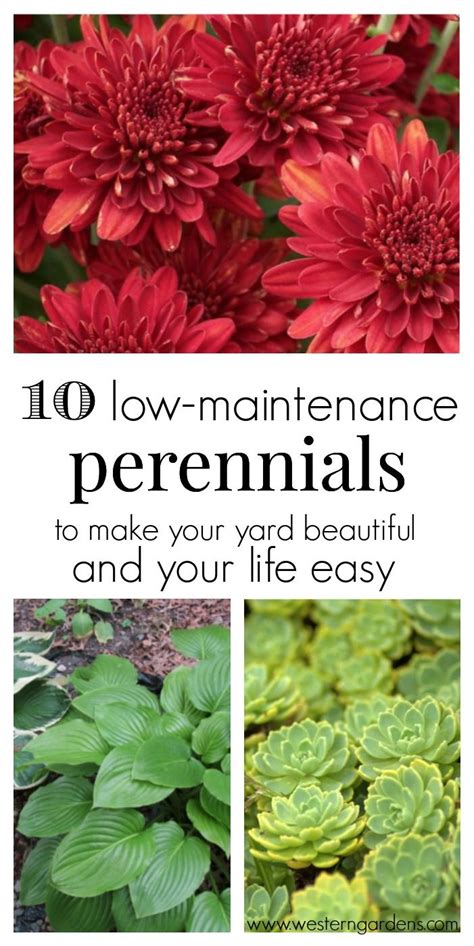 10 Low Maintenance Perennials Artofit