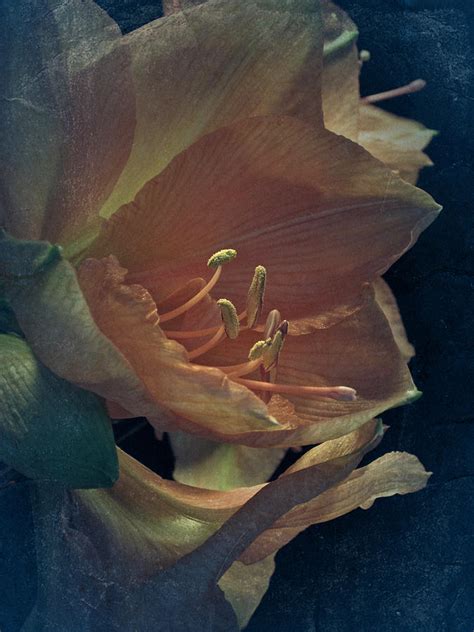 Vintage Amaryllis Photograph By Richard Cummings Fine Art America