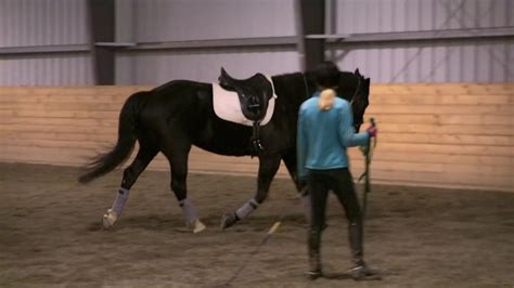 Lunge With Side Reins Youtube