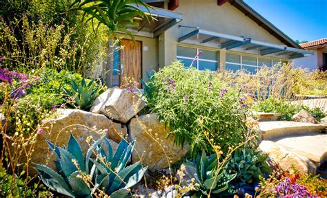 San Diego Native Plants | Native plants, Native plant gardening, Native plant landscape