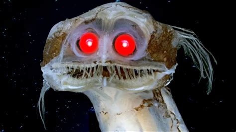 Top 8 Most Bizarre Deep Sea Creatures Ever Discovered Youtube