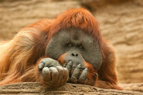 Premium Photo Orangutan Or Pongo Pygmaeus Lies On A Stone